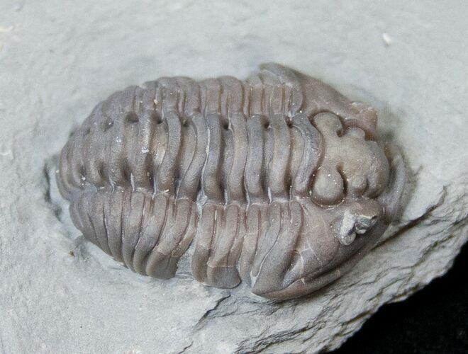 Flexicalymene Trilobite from Ohio #16439
